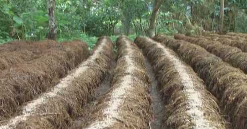 Les agriculteurs de Sóc Trăng misent sur la culture des champignons - ảnh 2